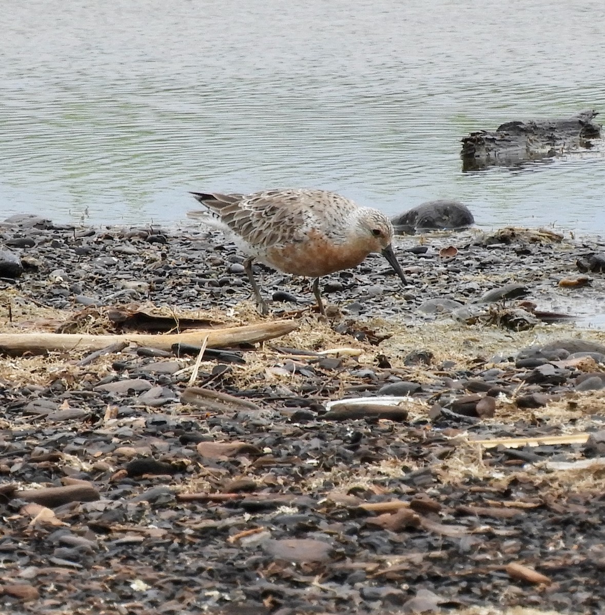 Red Knot - Don Duprey