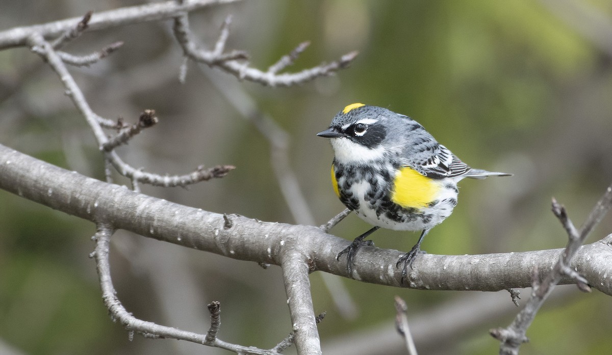 Yellow-rumped Warbler (Myrtle) - Calvin Borgmann