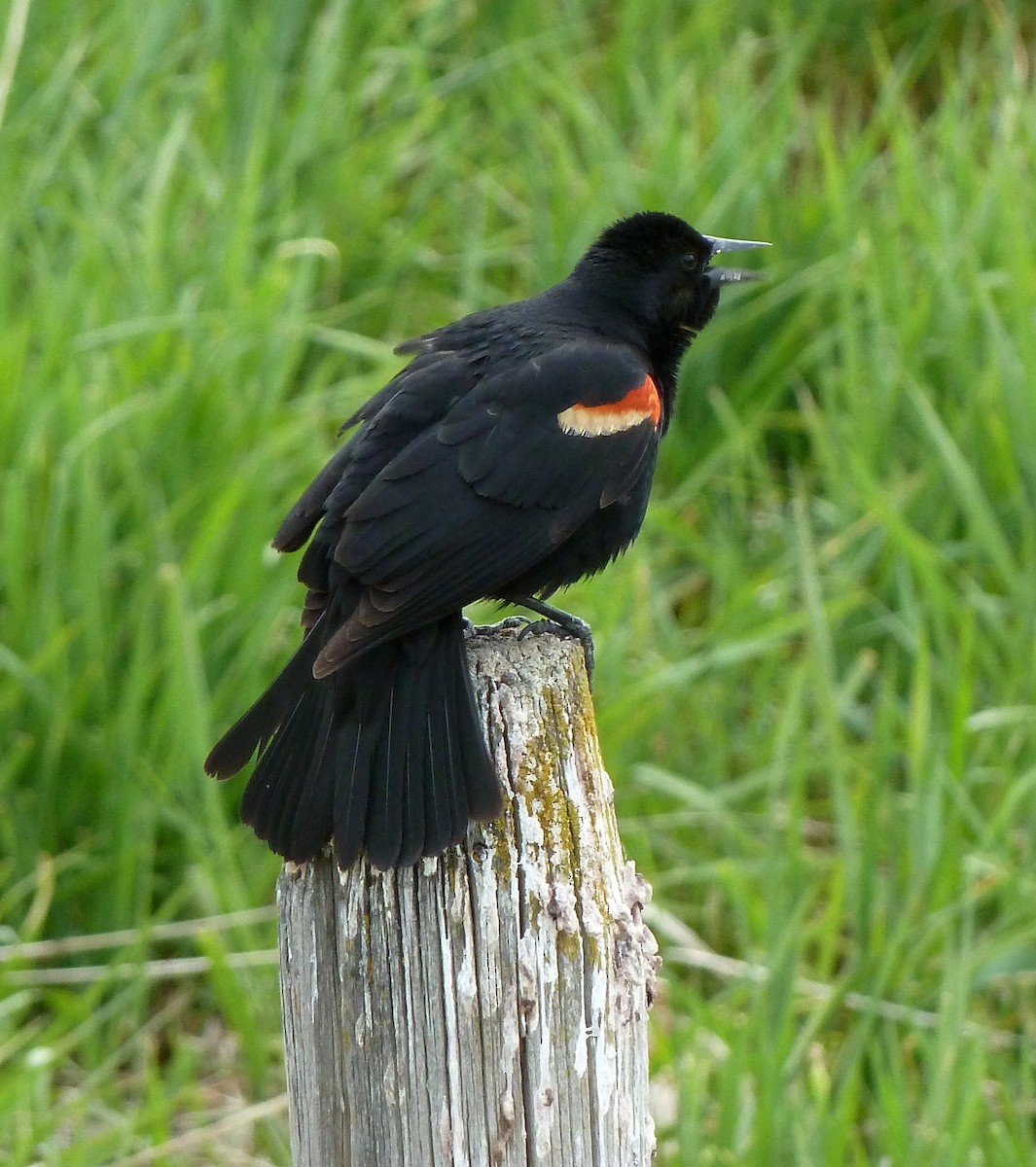 Red-winged Blackbird - Daniel Casey
