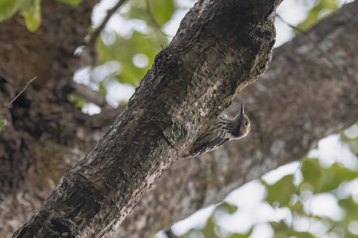 Brown-fronted Woodpecker - ML562984231
