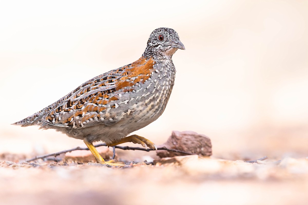 Painted Buttonquail - ML562988201