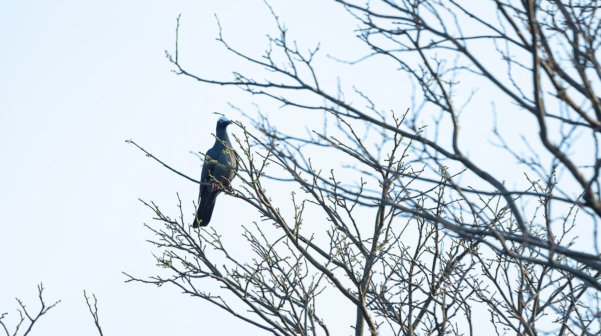 White-crowned Pigeon - ML562989491