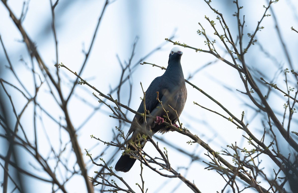 White-crowned Pigeon - ML562989531