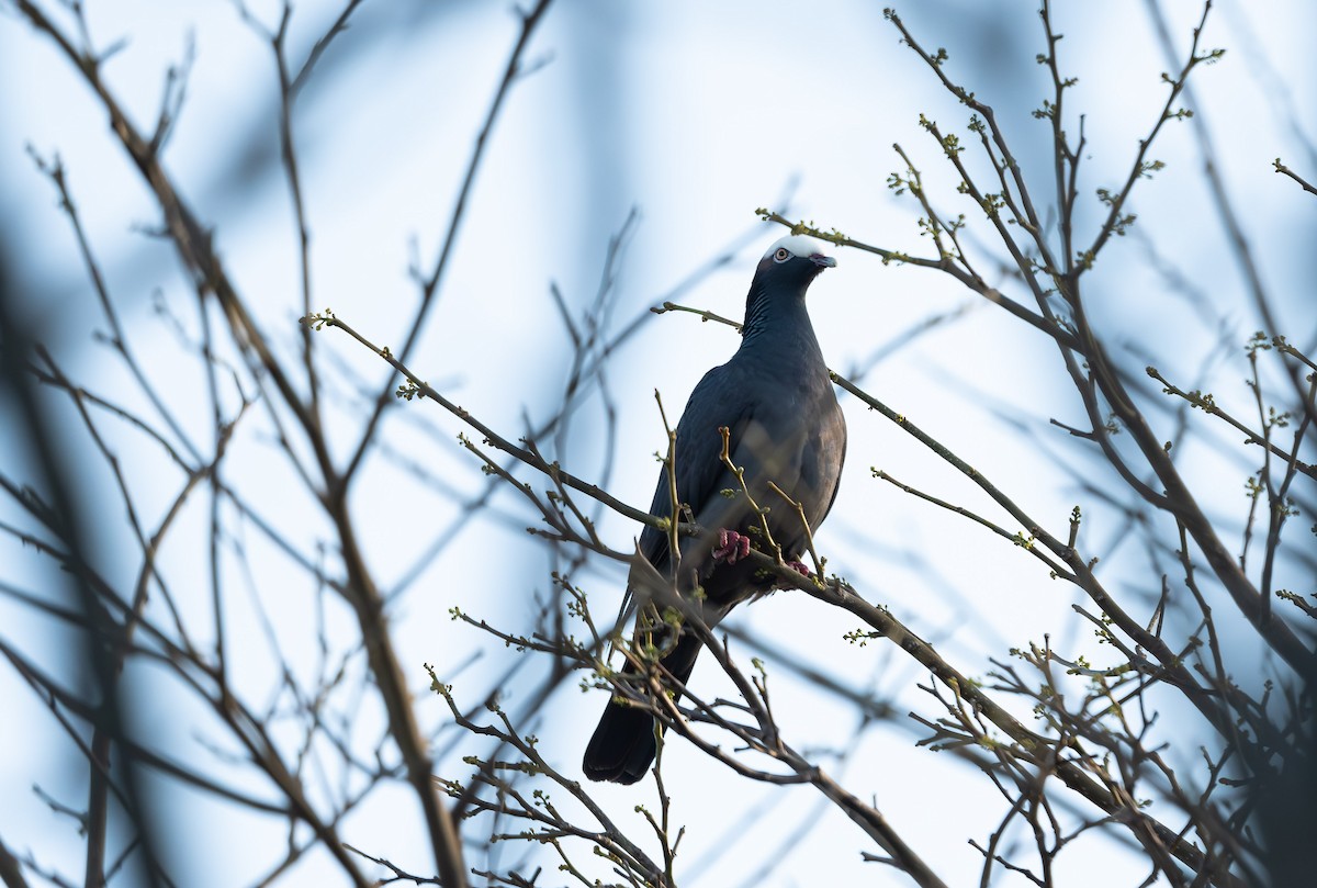 White-crowned Pigeon - ML562989541