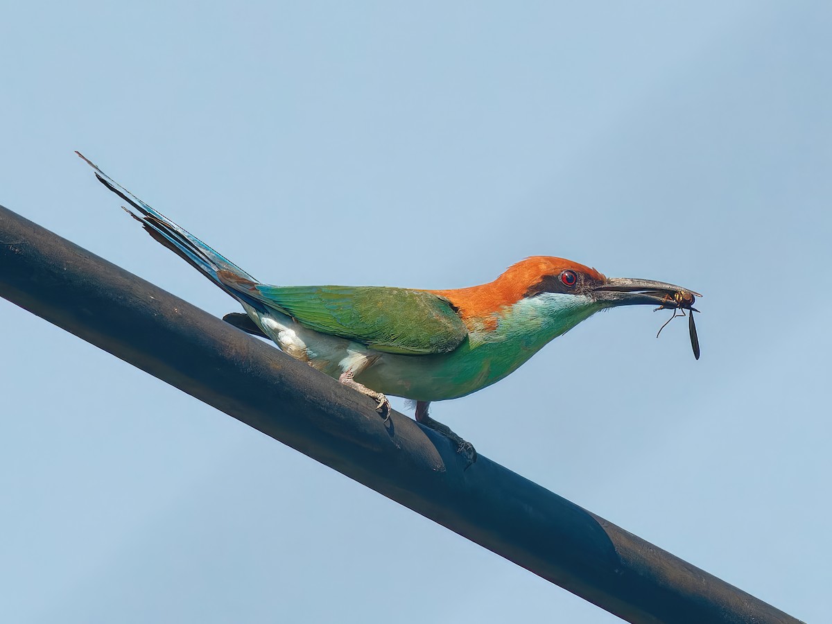 Rufous-crowned Bee-eater - ML562989681
