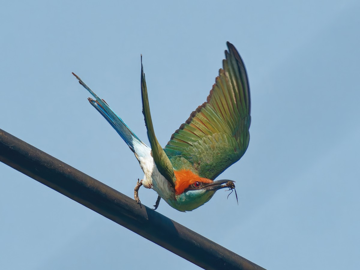 Rufous-crowned Bee-eater - ML562989691