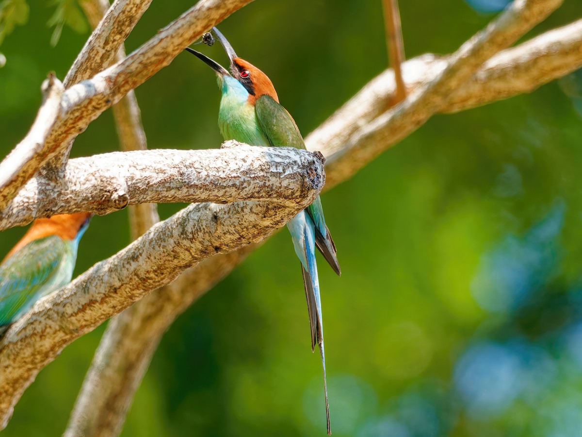 Rufous-crowned Bee-eater - ML562989741