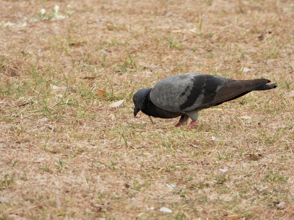 Rock Pigeon (Feral Pigeon) - ML562990801