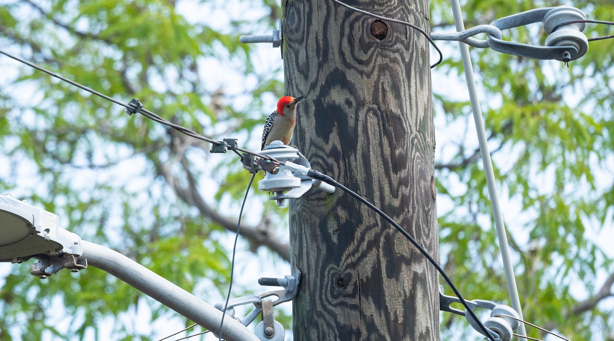Red-bellied Woodpecker - ML562994391
