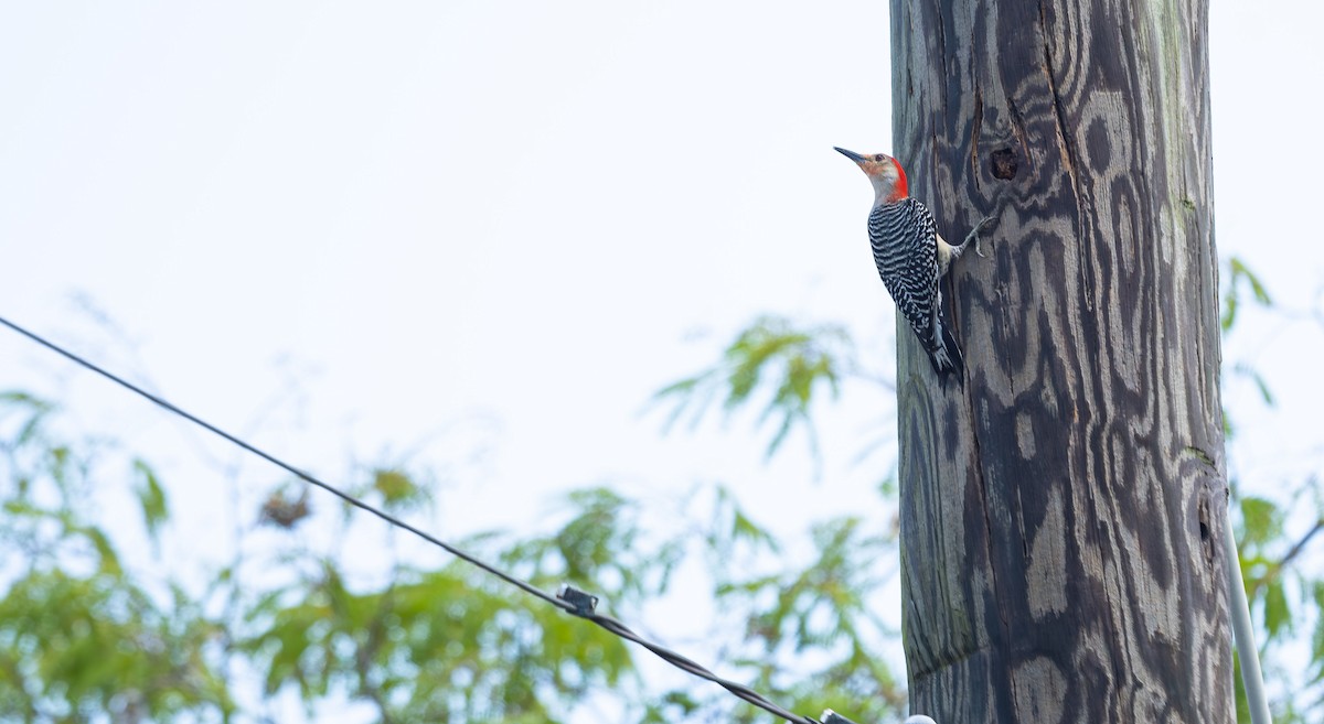 Red-bellied Woodpecker - ML562994401