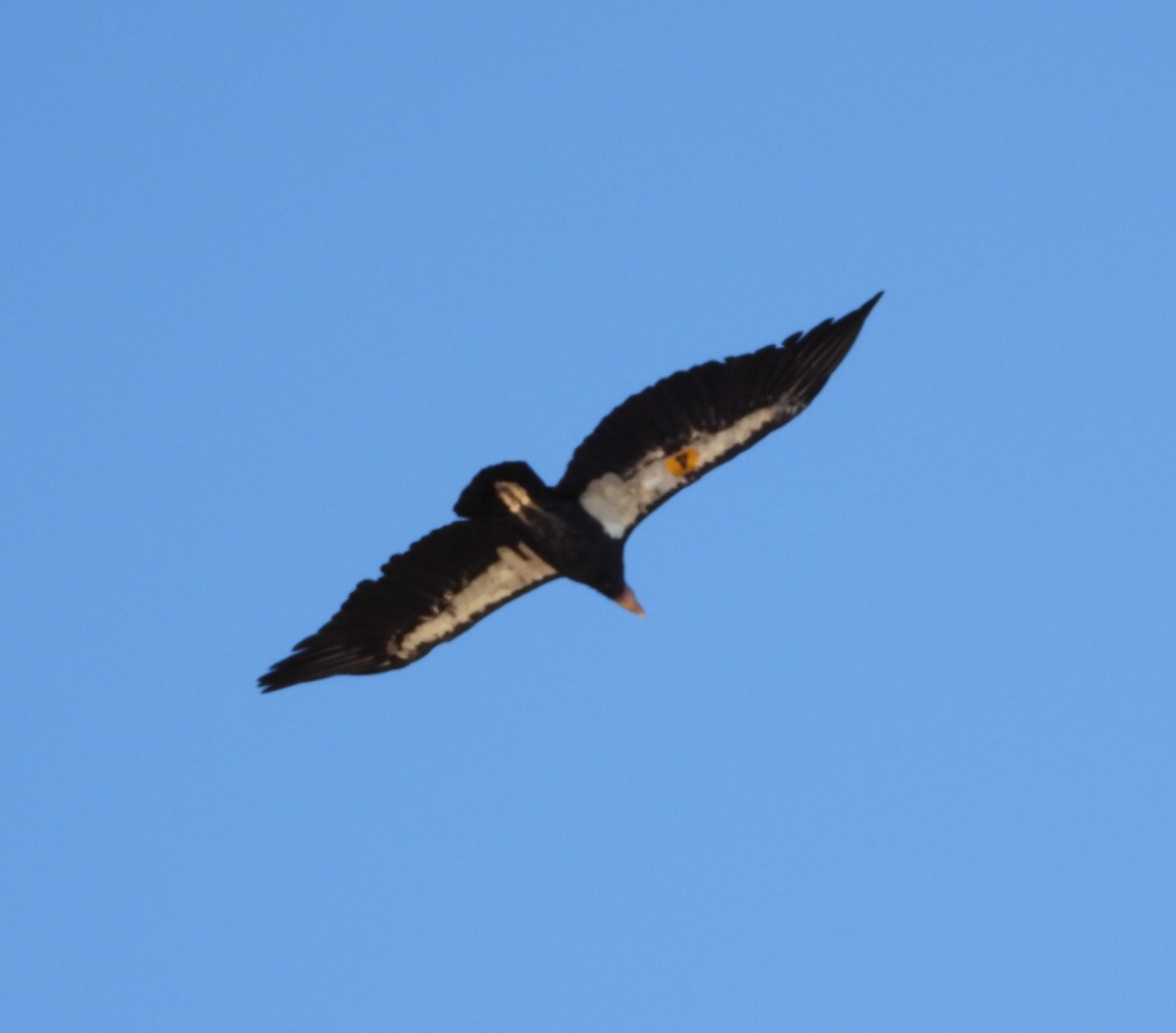 ML563003151 California Condor Macaulay Library