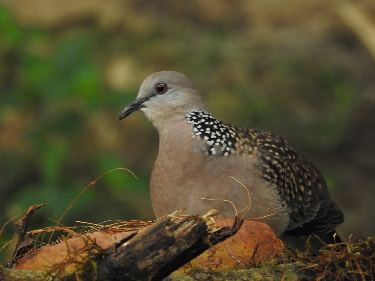 Spotted Dove - ML563004851