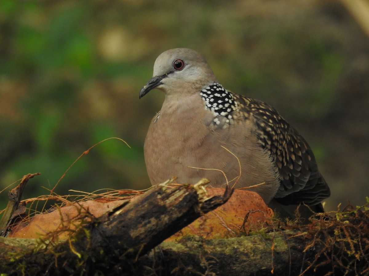 Spotted Dove - ML563004861