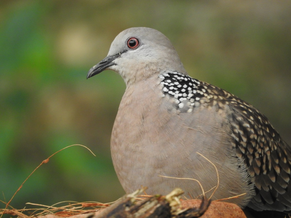 Spotted Dove - ML563004871