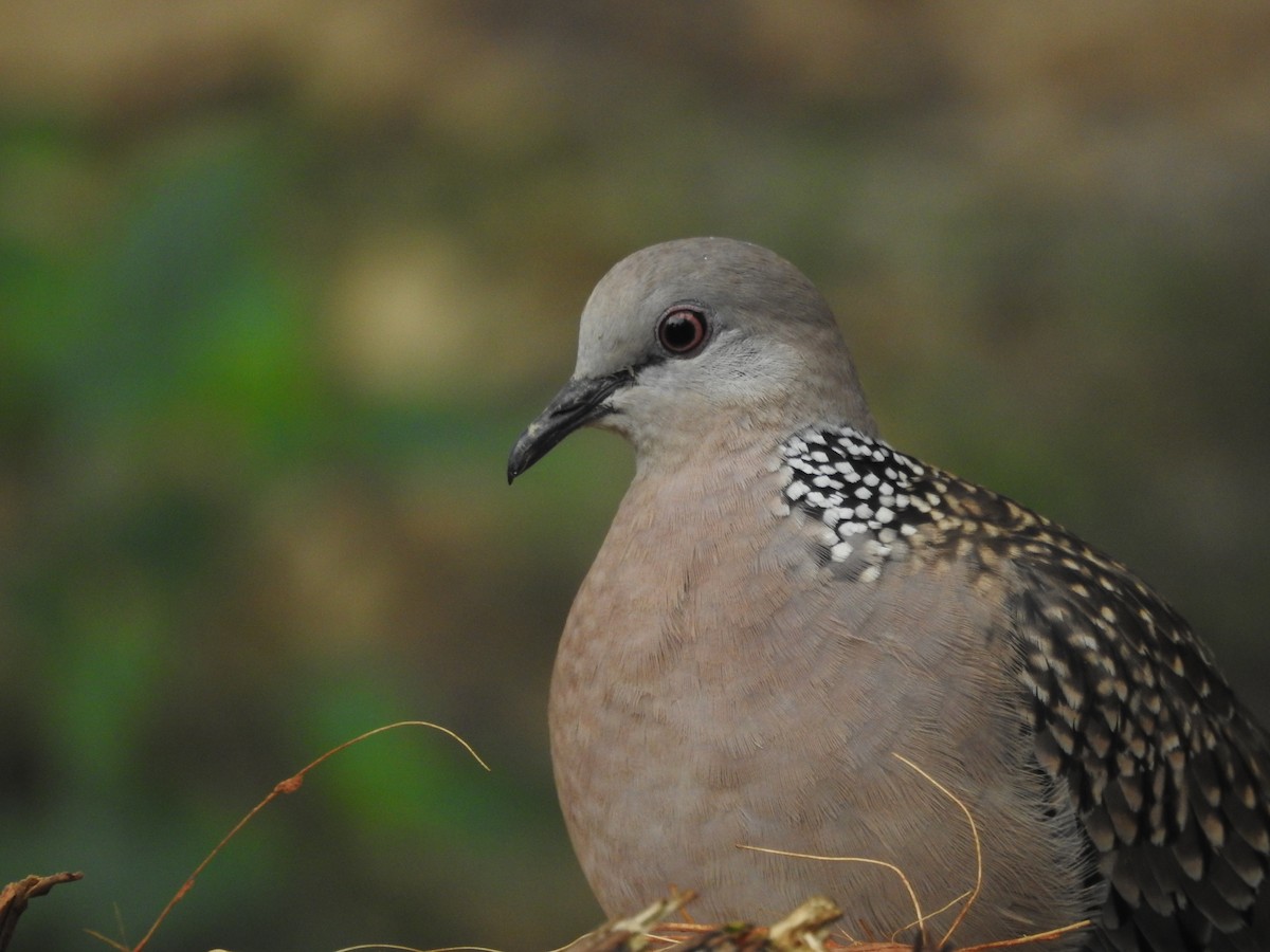 Spotted Dove - ML563004891