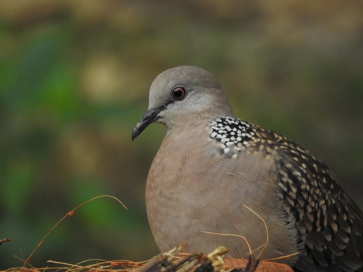 Spotted Dove - ML563004901