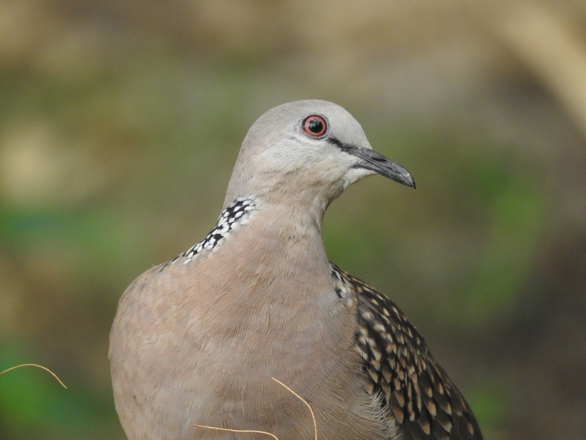Spotted Dove - ML563004911
