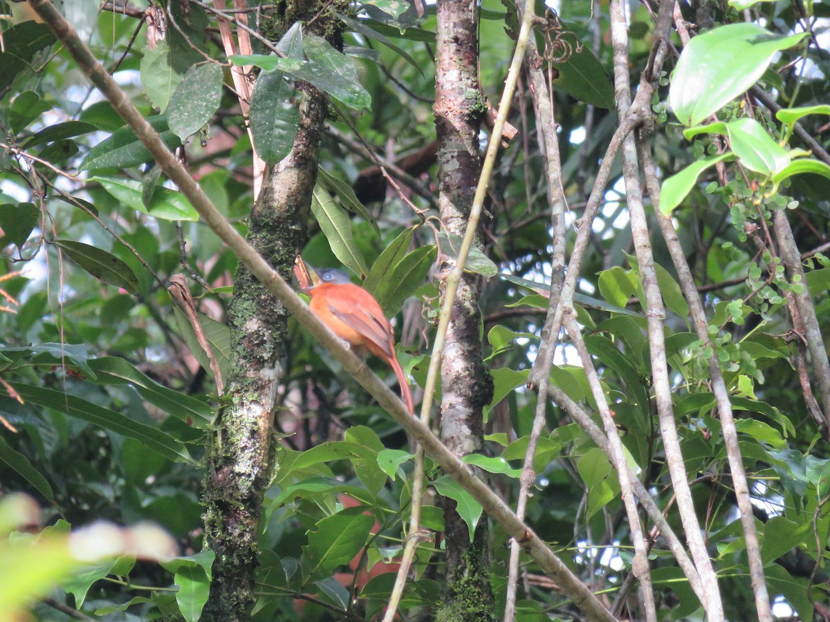 Malagasy Paradise-Flycatcher - Ash Allnutt