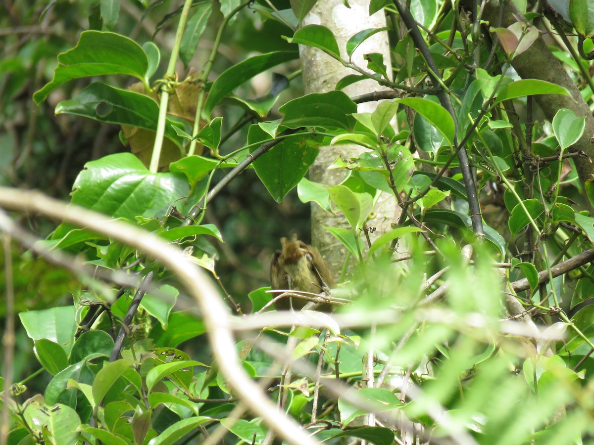 Malagasy Brush-Warbler - ML563006351