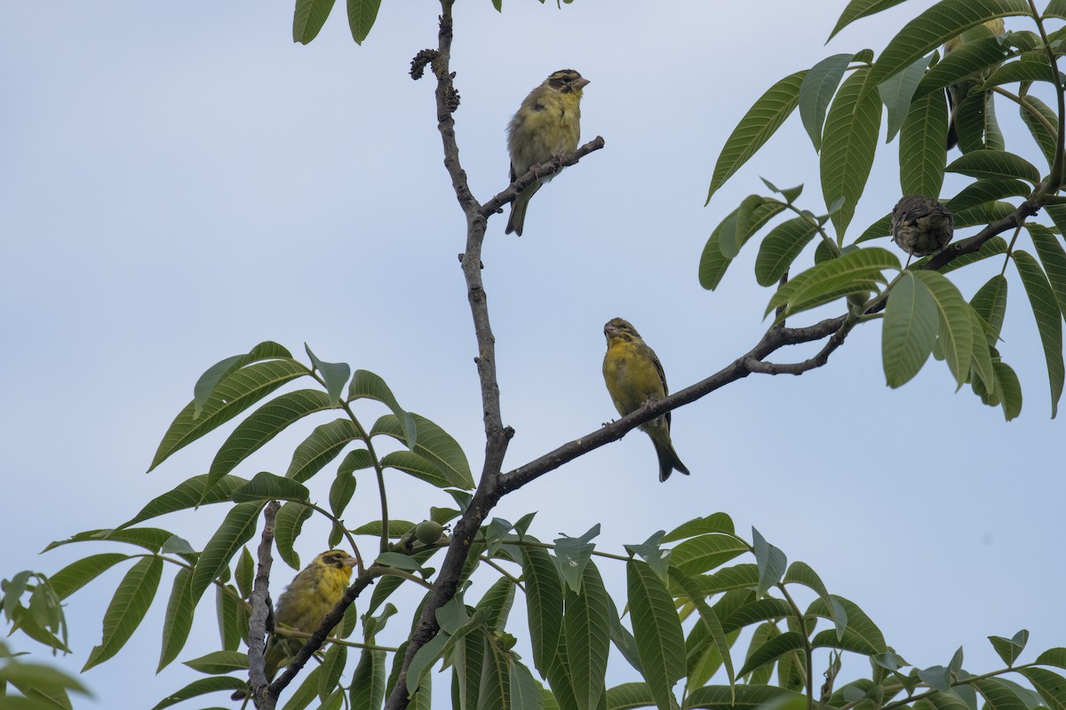 Yellow-breasted Greenfinch - ML563008941