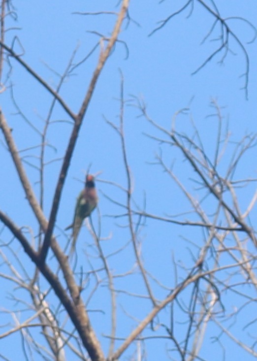 Red-breasted Parakeet - ML563010051