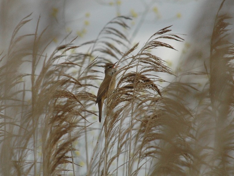Great Reed Warbler - Rui Figueiredo