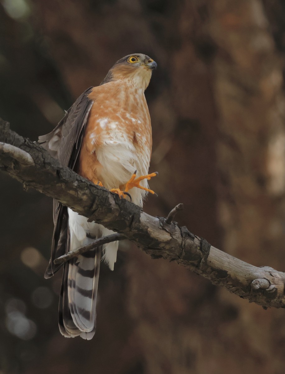 Rufous-breasted Sparrowhawk - ML563015961