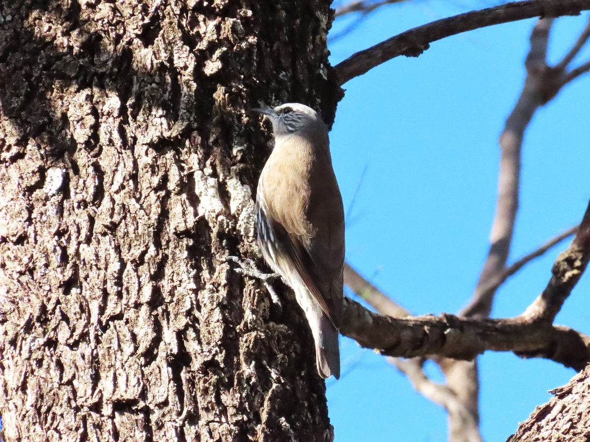 White-browed Treecreeper - ML563018831