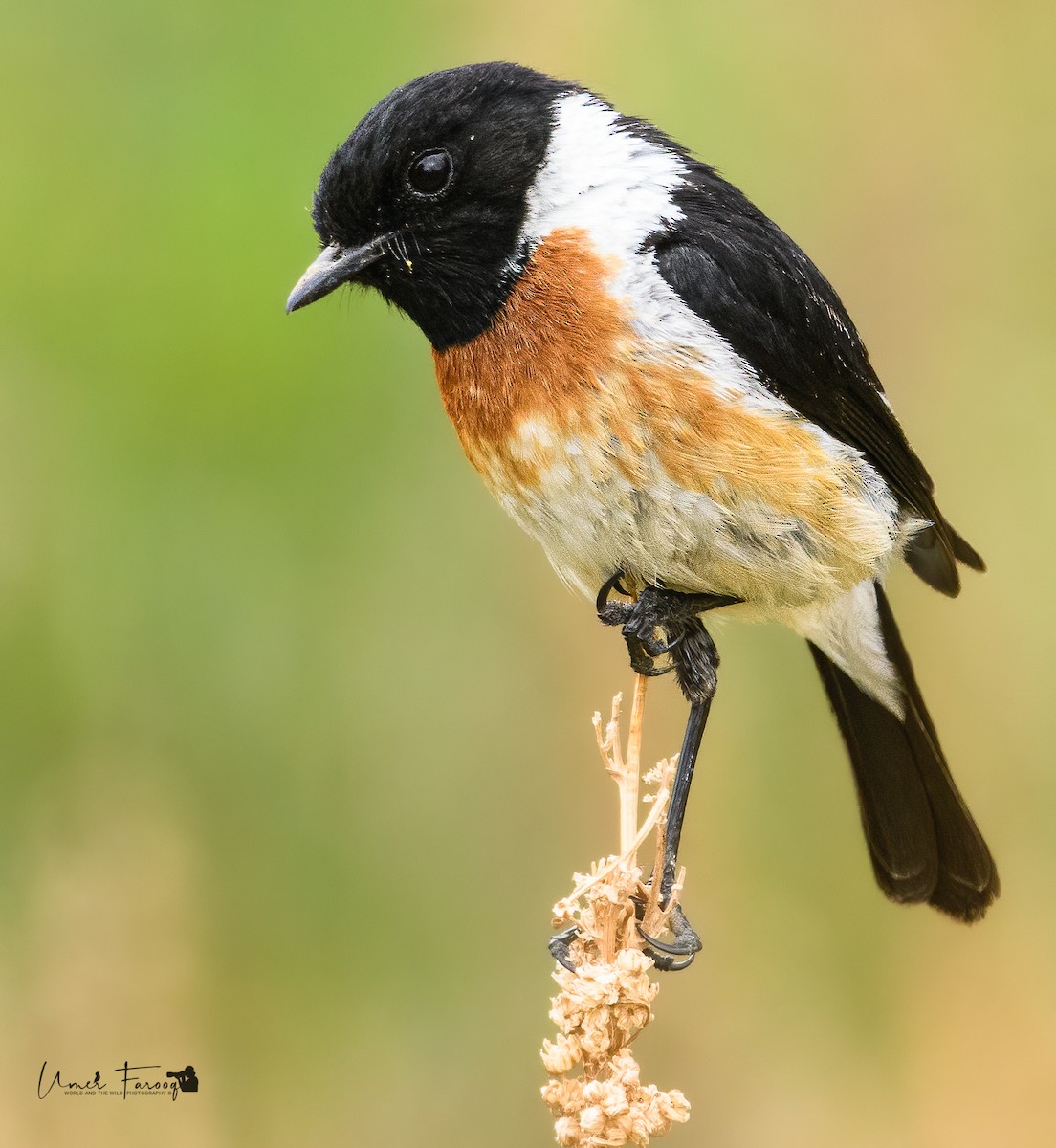 African Stonechat - Umer Farooq(World and the Wild Team)