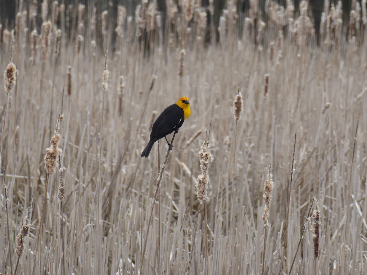 Yellow-headed Blackbird - ML56302391