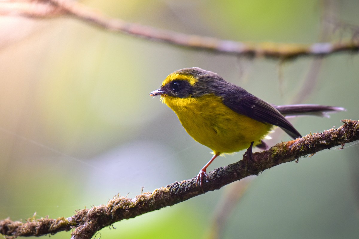 Yellow-bellied Fairy-Fantail - ML563026481