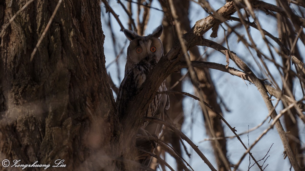 Long-eared Owl - ML563032721