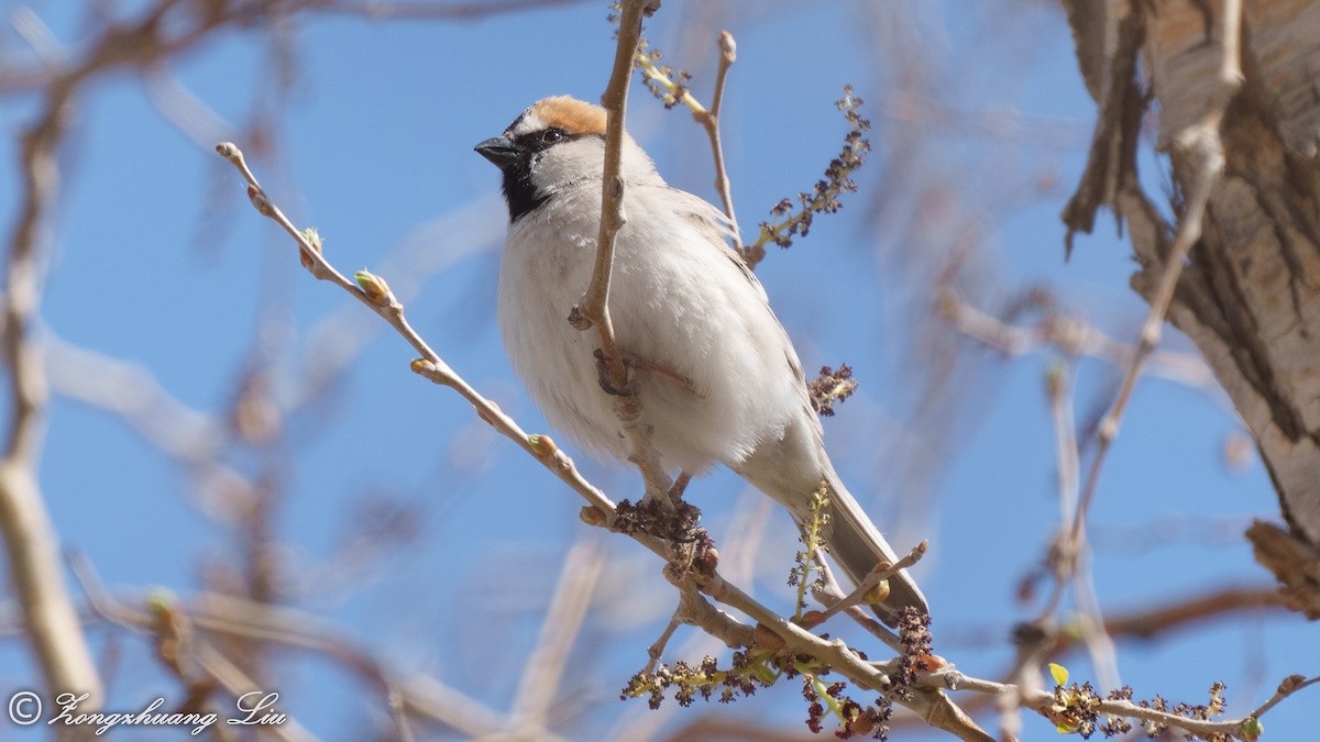 Saxaul Sparrow - Zongzhuang Liu
