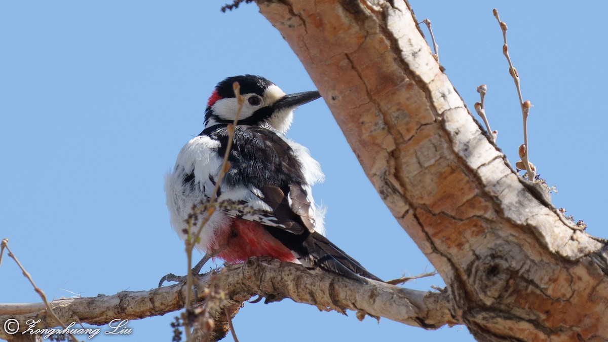 White-winged Woodpecker - Zongzhuang Liu