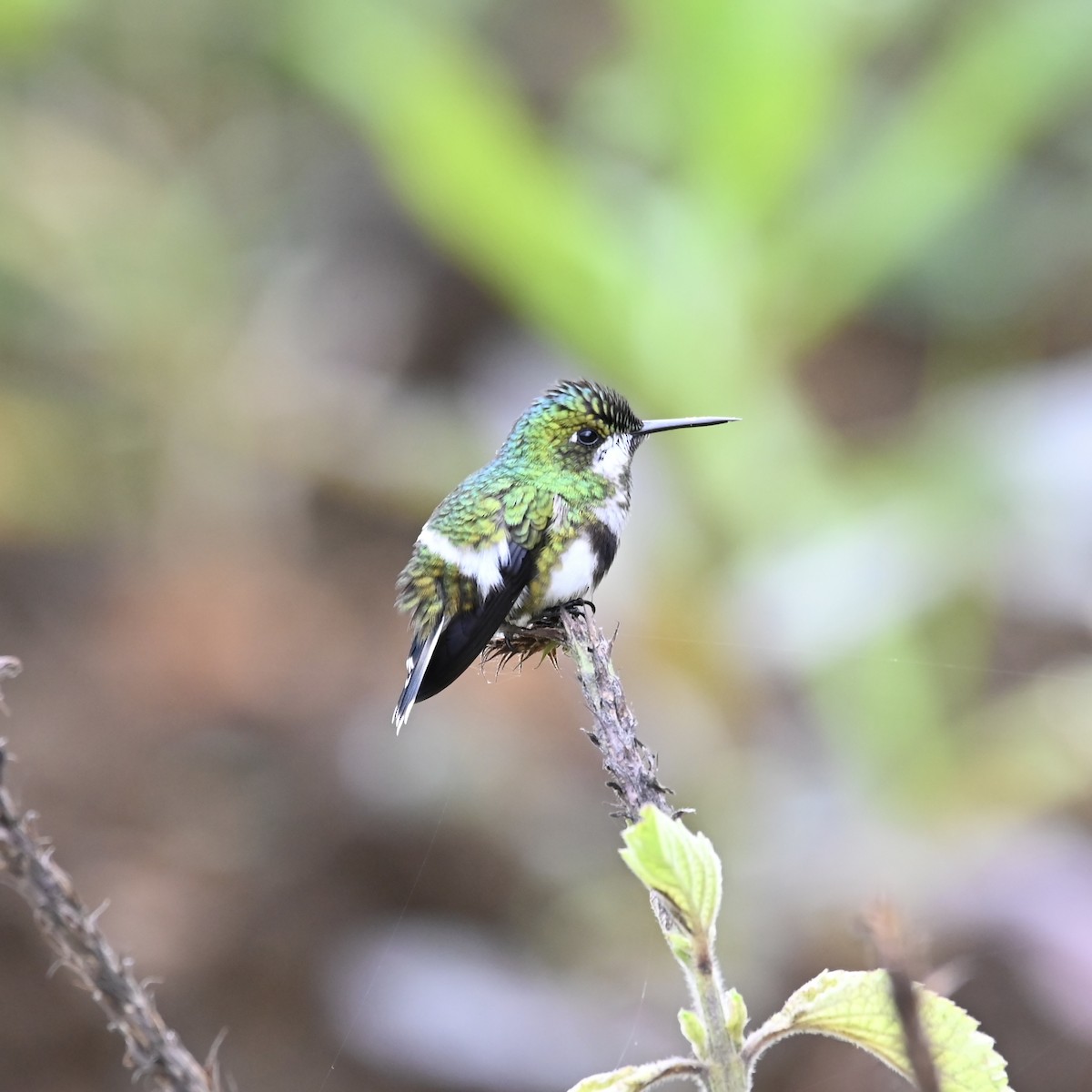 Black-bellied Thorntail - ML563035921