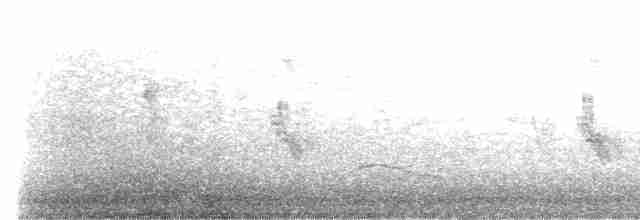 Eurasian Collared-Dove - ML563038641