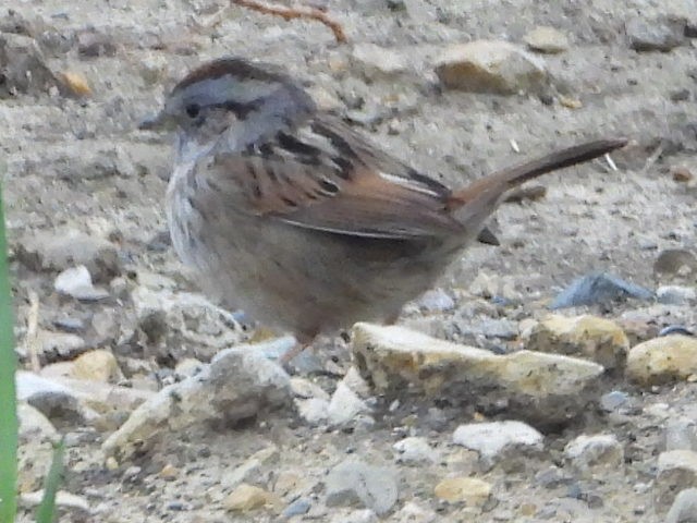 Swamp Sparrow - ML563040481