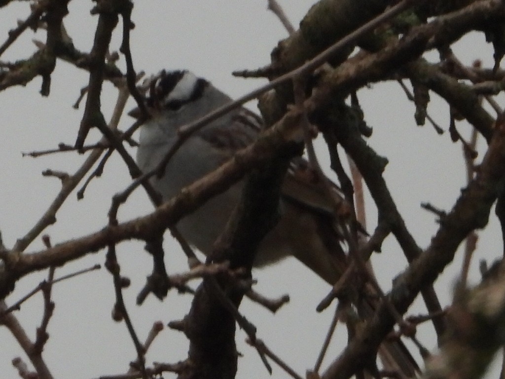 White-crowned Sparrow - ML563040521