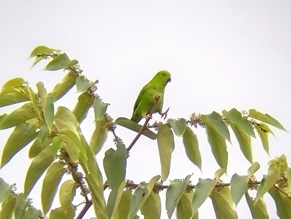 Pygmy Hanging-Parrot - ML563043011