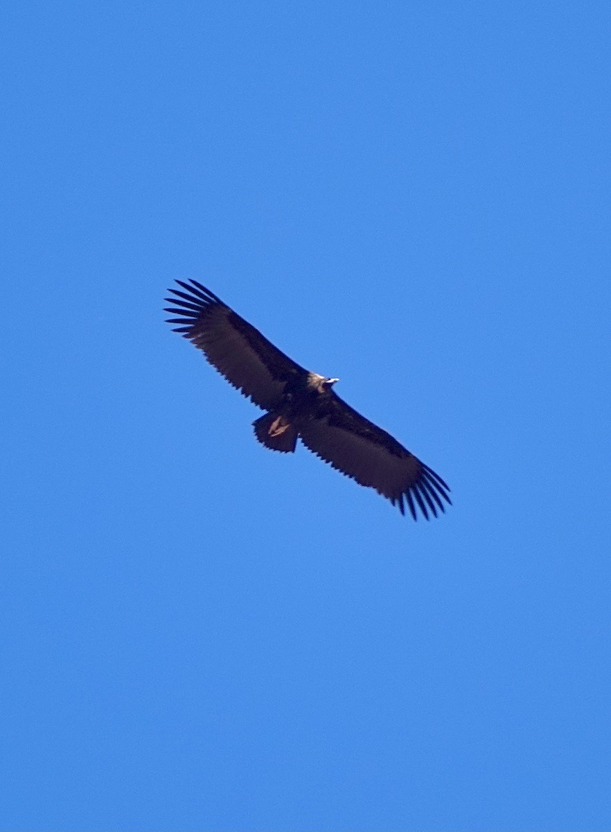 Cinereous Vulture - ML563048121