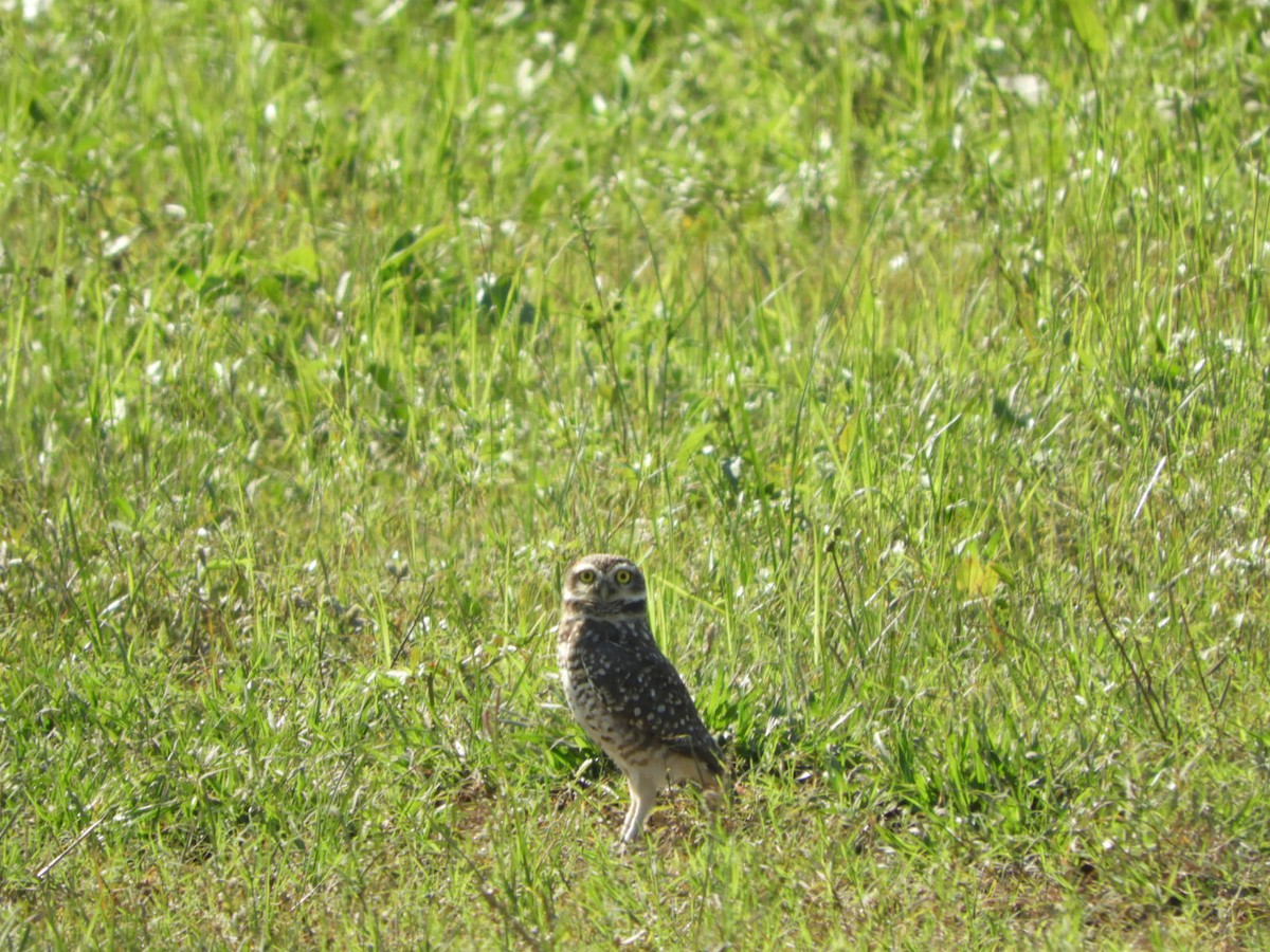 Burrowing Owl - ML563051661