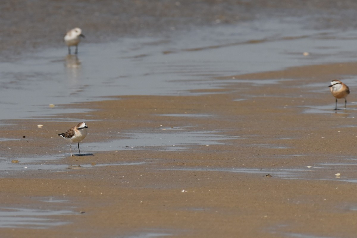 White-fronted Plover - ML563058151