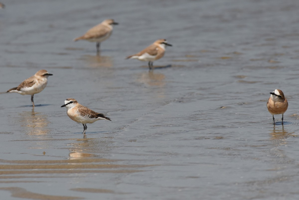 White-fronted Plover - ML563064621