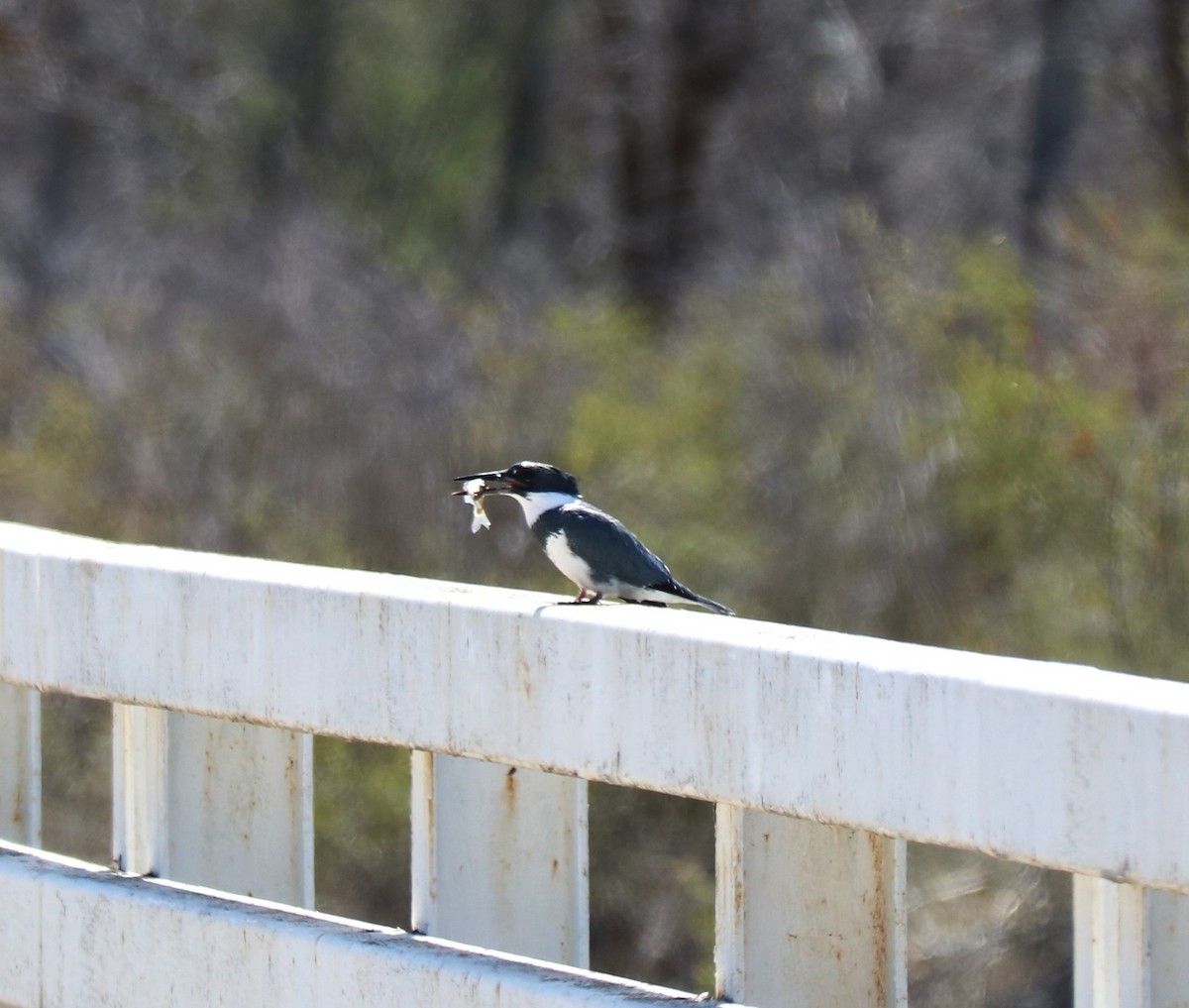 Belted Kingfisher - ML563064981