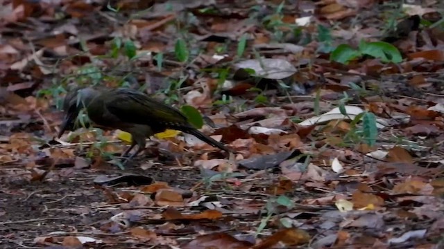 Gray-headed Woodpecker (Black-naped) - ML563065311