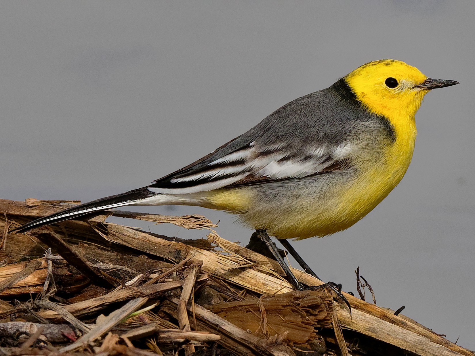 Citrine Wagtail - Vincent Wang