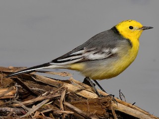 นกเพศผู้ชุดขนฤดูผสมพันธุ์ (Gray-backed) - Vincent Wang - ML563070171