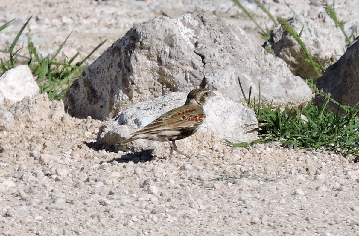 Chestnut-backed Sparrow-Lark - Allen Lewis