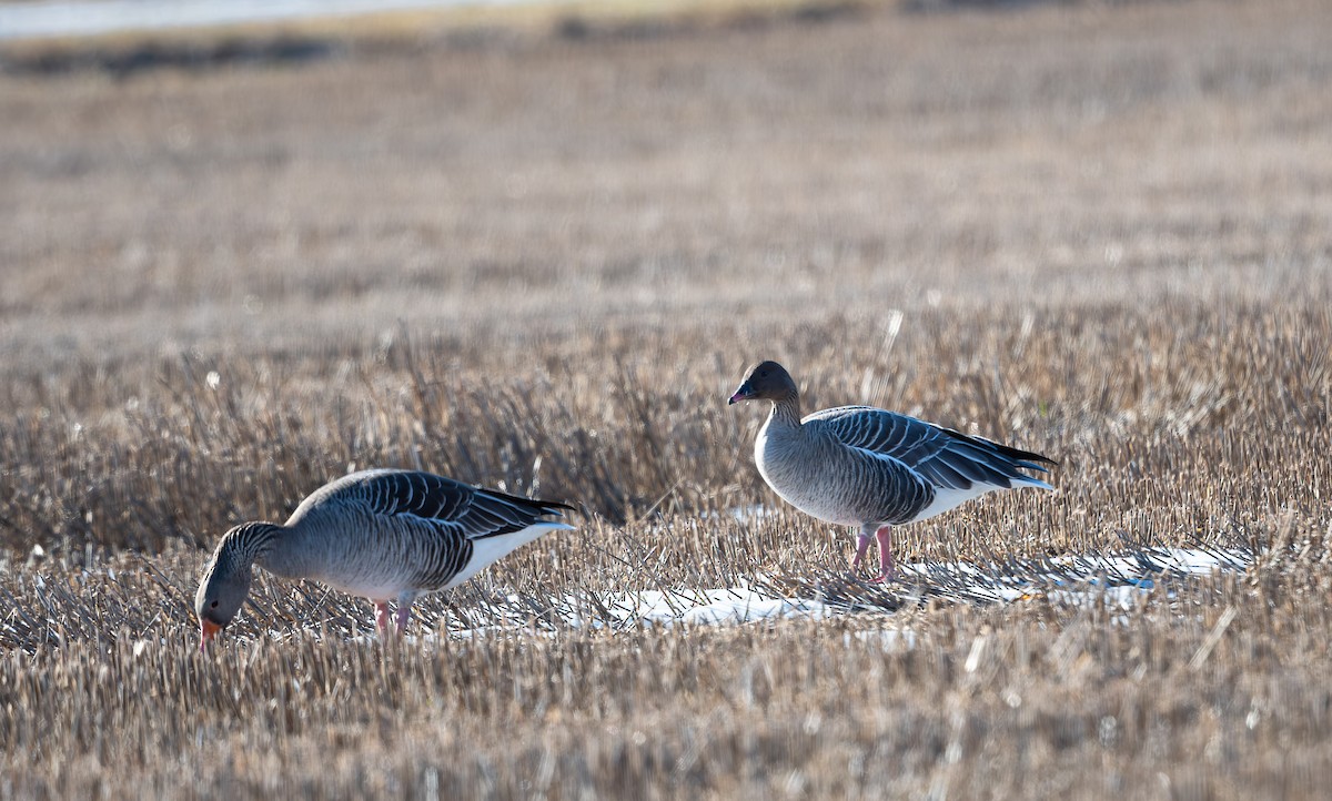 Pink-footed Goose - ML563072631