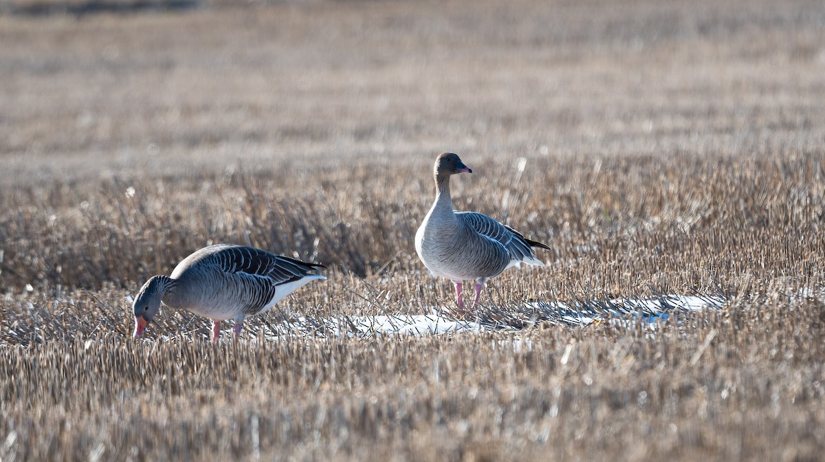 Pink-footed Goose - ML563072641